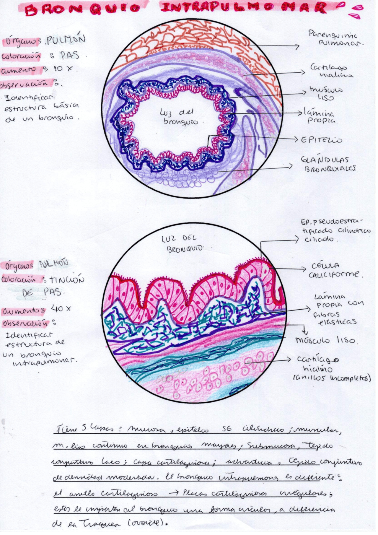 HISTOLOGÍA DIBUJOS PULMÓN | Apuntes de Histología | Docsity