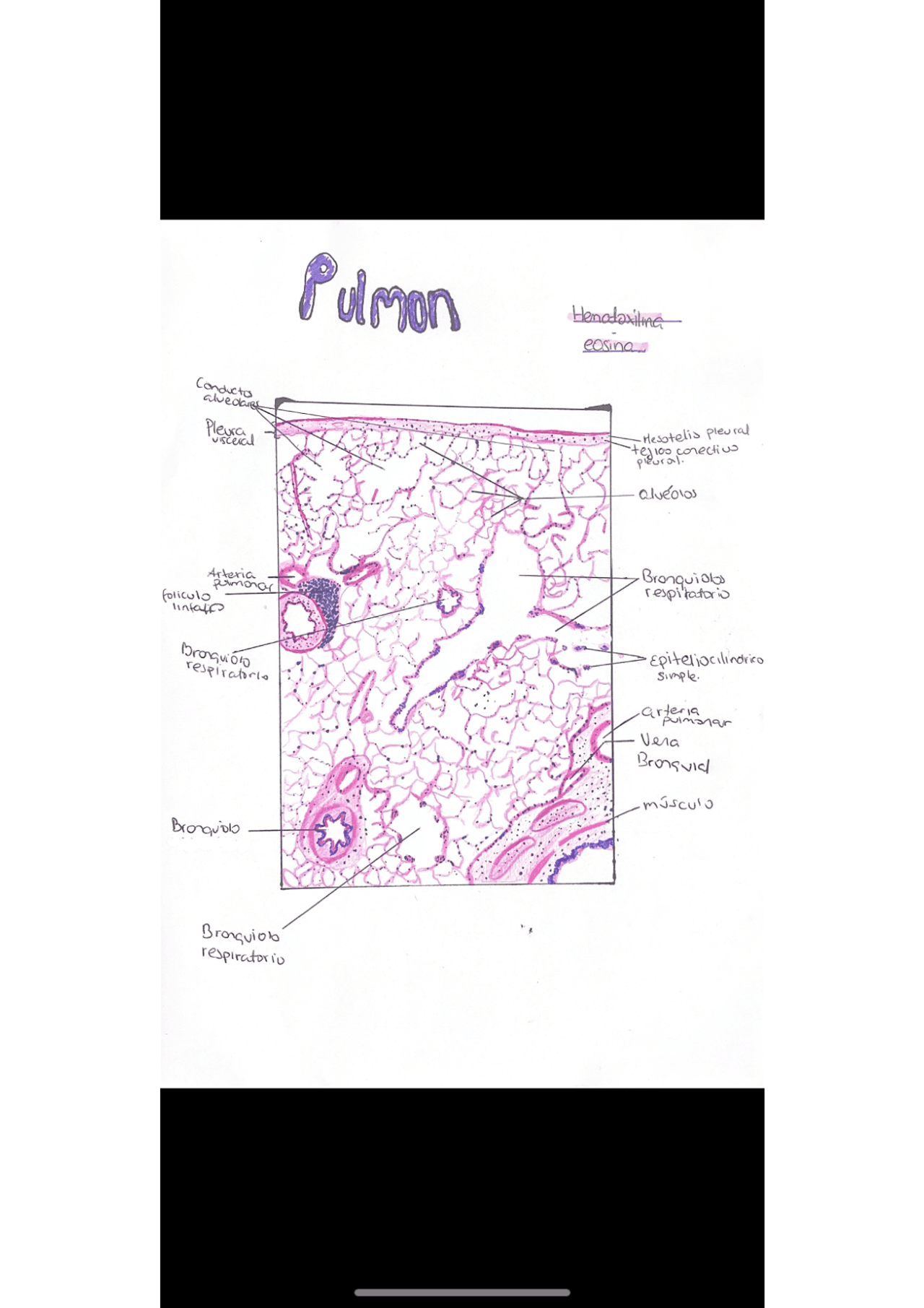 Diagrama De Histologia Pulmonar Chapter 5: Sistema Respiratorio