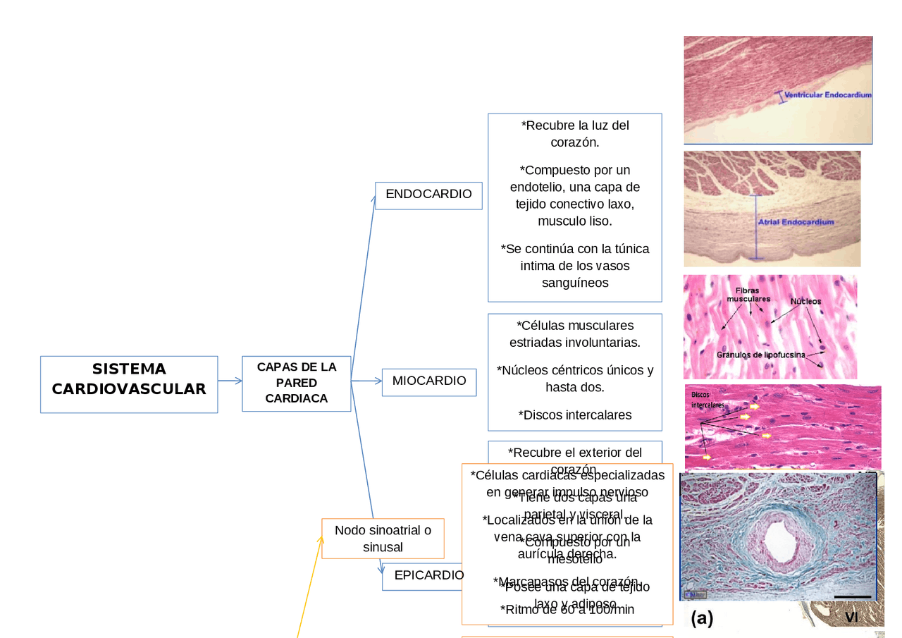 Histologia Del Sistema Cardiovascular Resumen