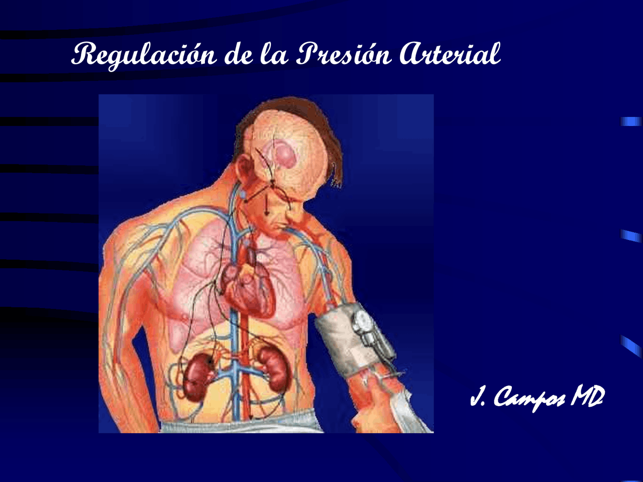 Regulacion presion arterial | Apuntes de Biología - Docsity