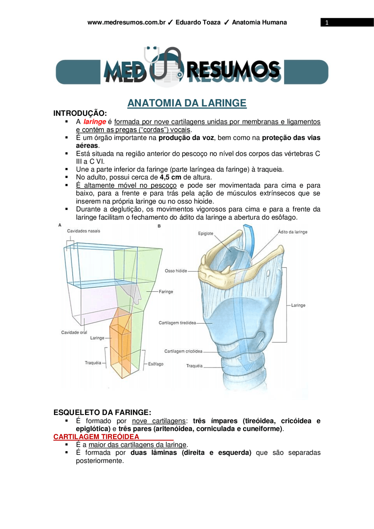 Anatomia da laringe resumo - Docsity