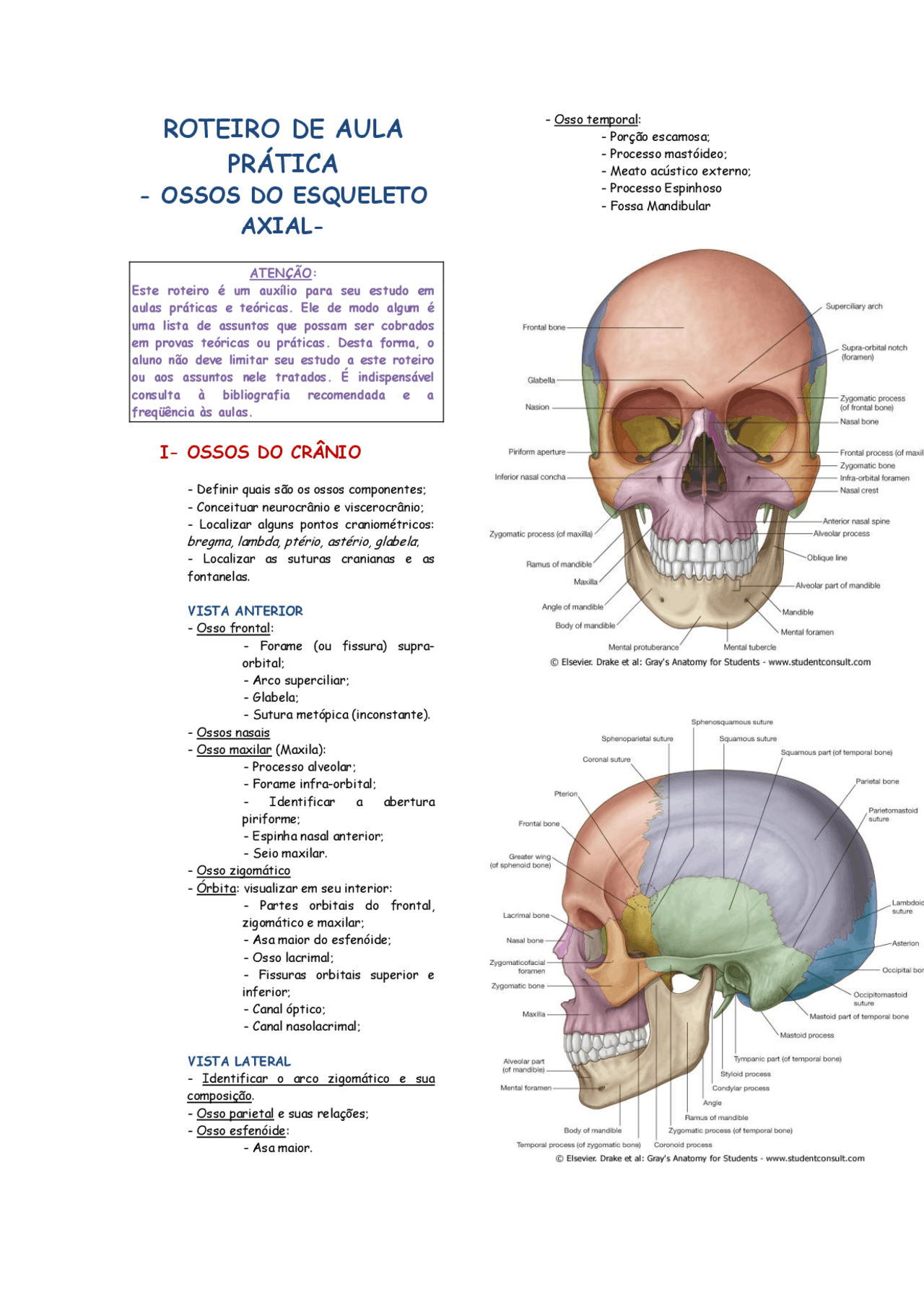 Sentido Axial Anatomia axial 1000 - anatomia humana axial - Docsity