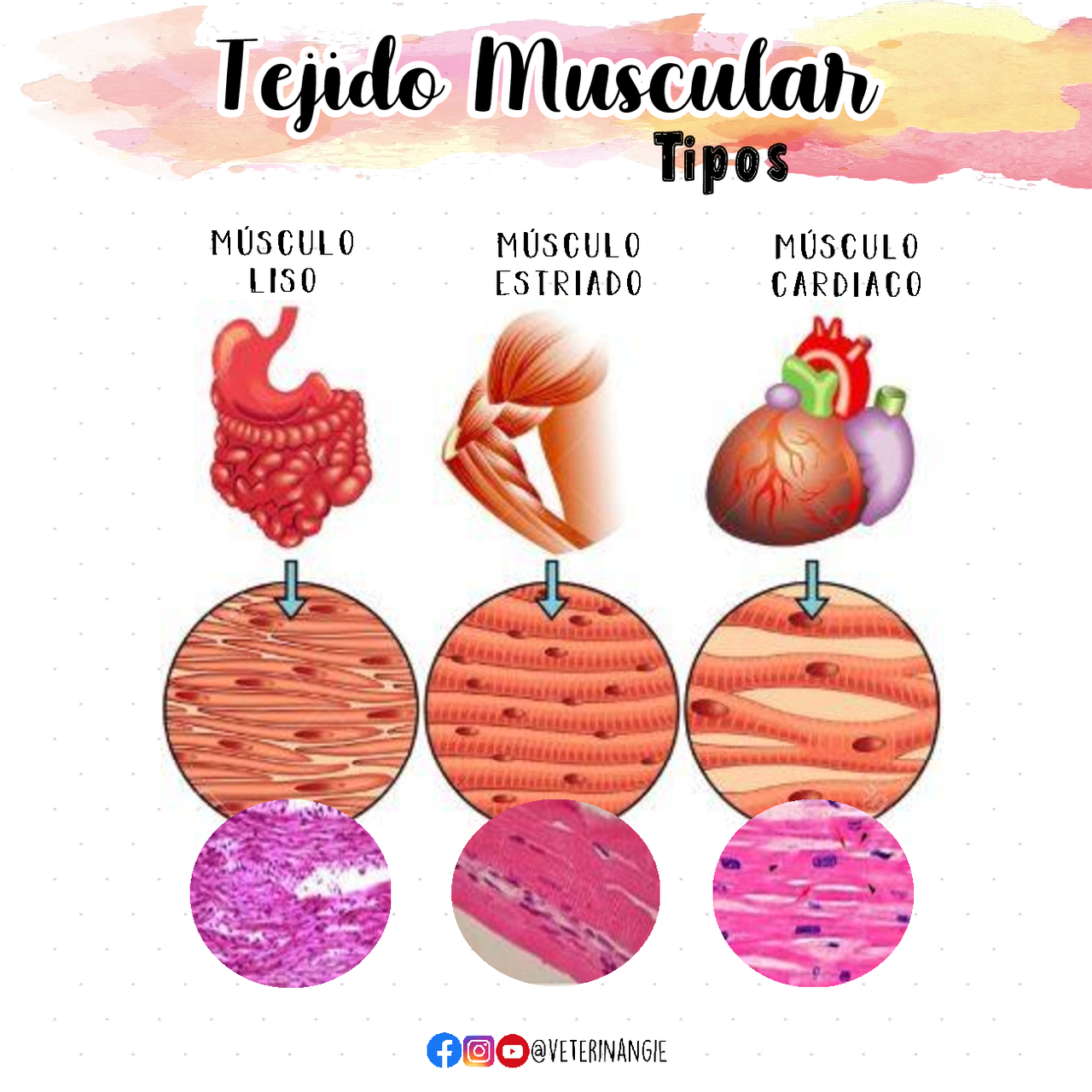 Apunte Tipos De Tejido Muscular Docsity apunte-tipos-de-tejido-muscular-docsity