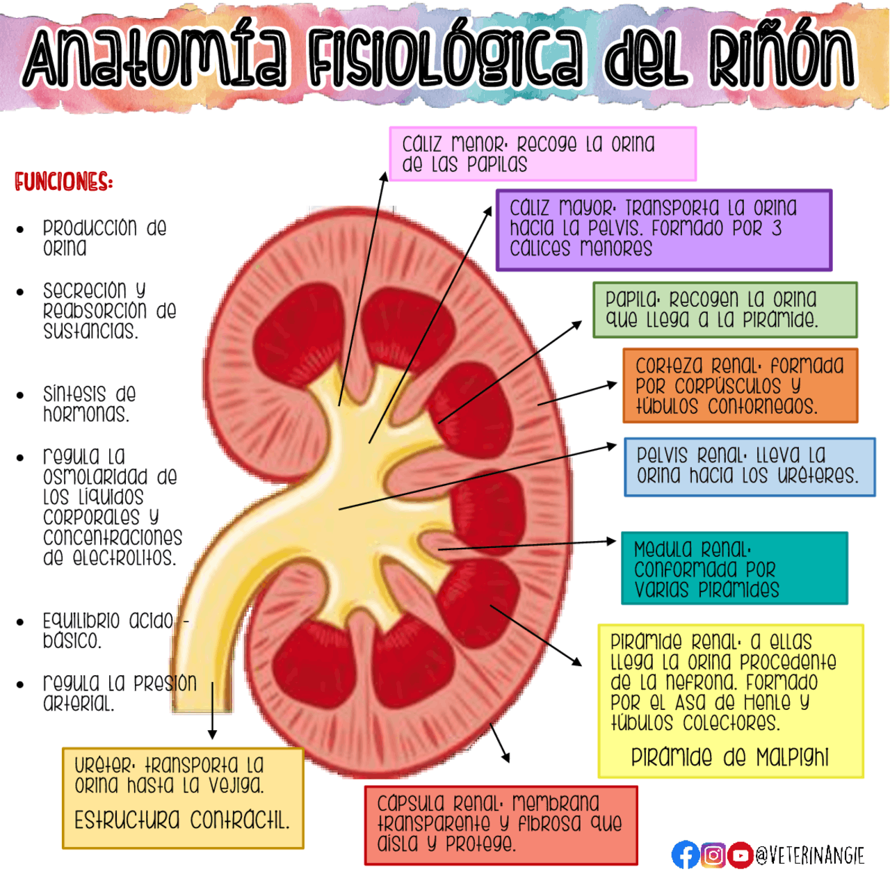 Anatomía Fisiológica del Riñón | Apuntes de Fisiología - Docsity