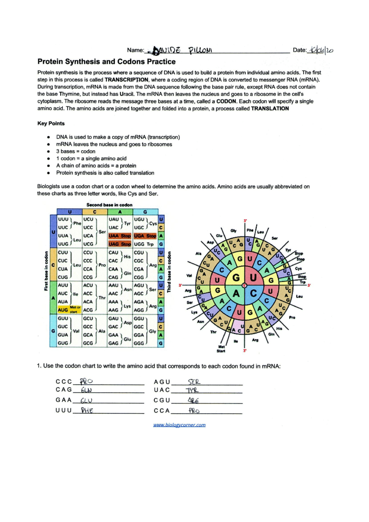 Protein synthesis and codons practice - Docsity