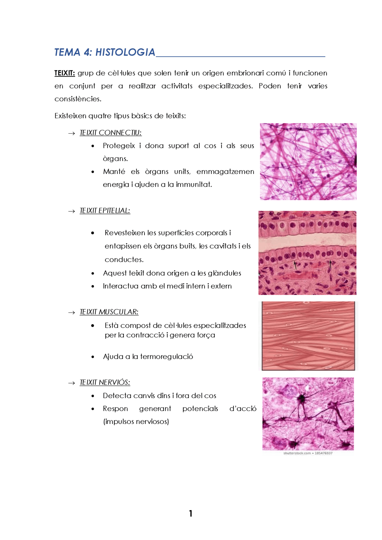Tema 4: sistema tissular - Docsity