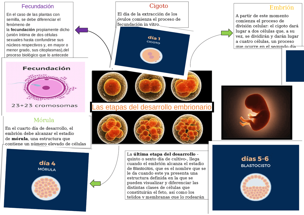 Etapas Del Desarrollo Embrionario