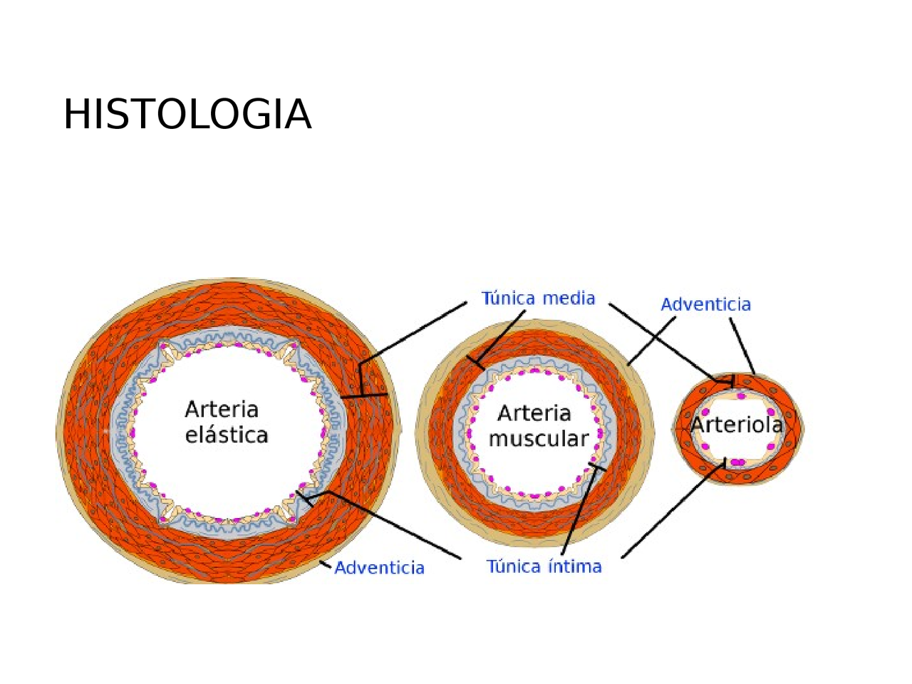 Histologia de los vasos sanguineos Docsity Histologia de los vasos sanguineos Docsity
