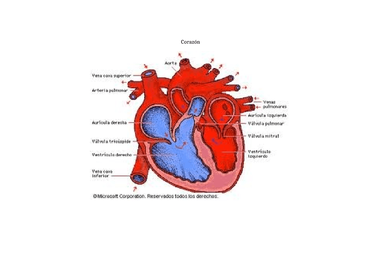 Dibujo corazón y sus partes - Docsity