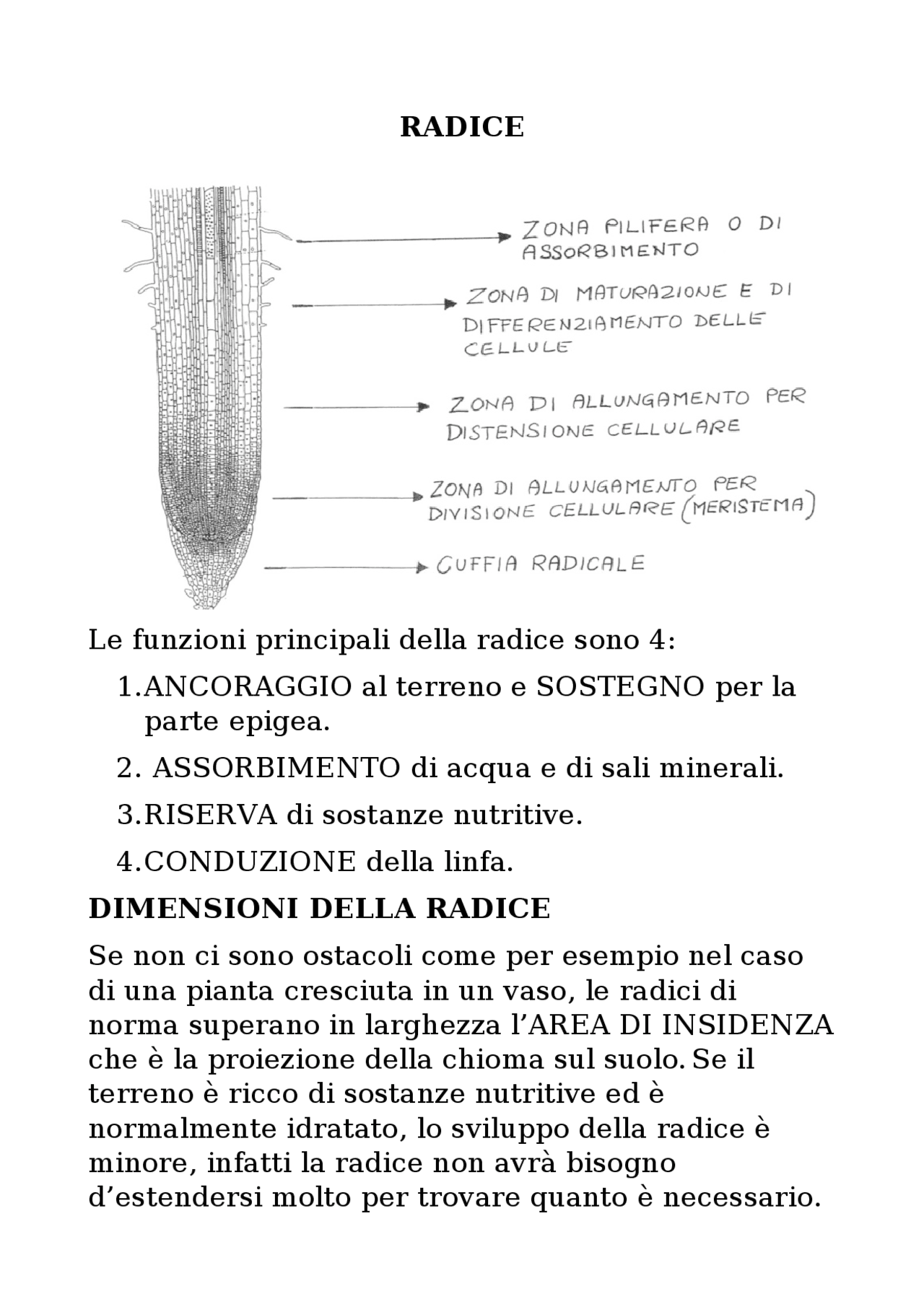 Radice E Fusto Botanica Generale Docsity