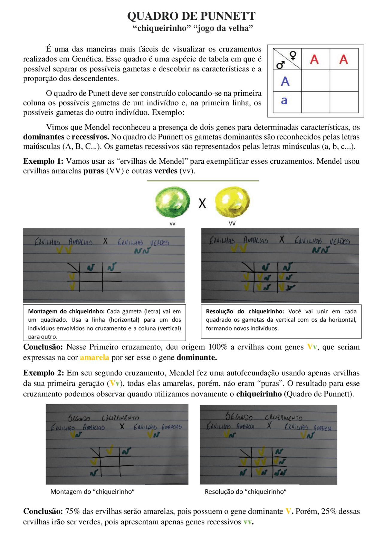 Exemplos E Respostas Do Quadrado De Punnett Quadro De Punnett