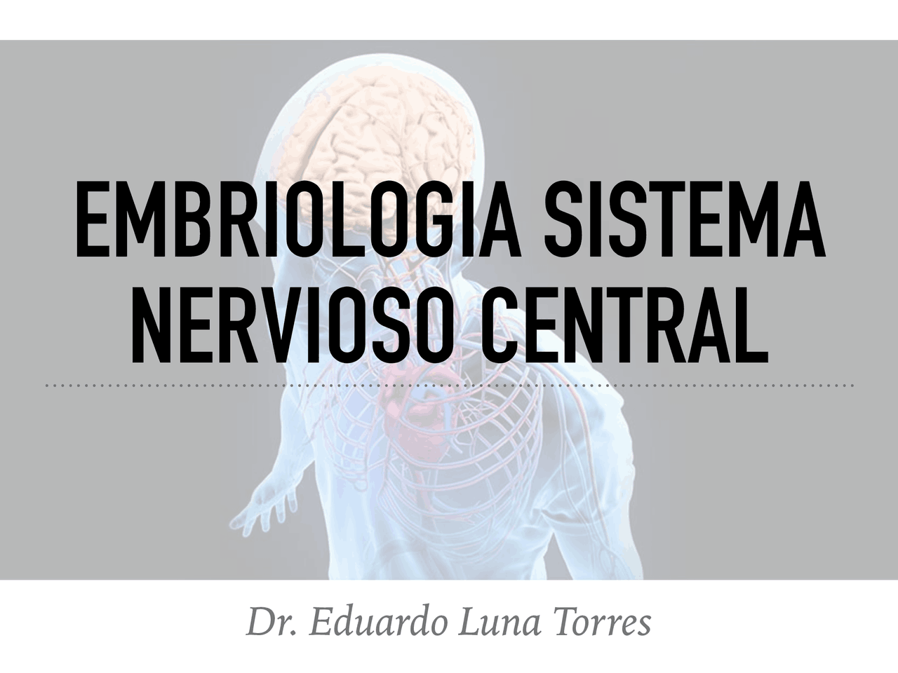 Embriologia De Un Bebe Docsity Embriologia De Un Bebe Docsity