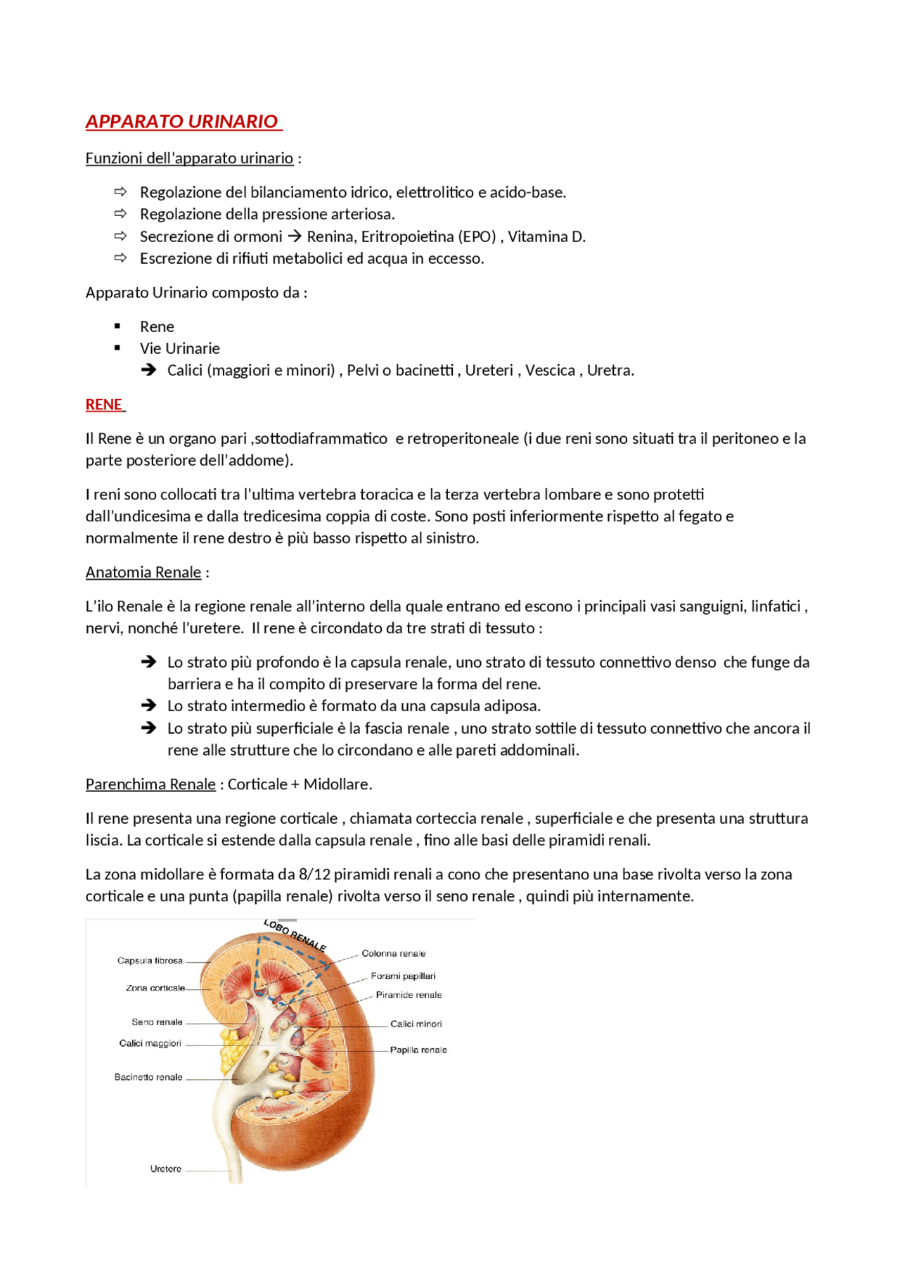 Anatomia Apparato Urinario Appunti di Anatomia Docsity