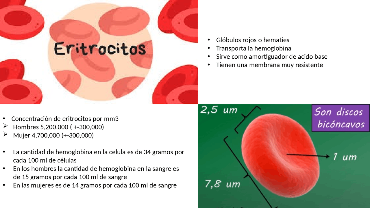 FISIOLOGIA DE LOS ERITROCITOS - Docsity