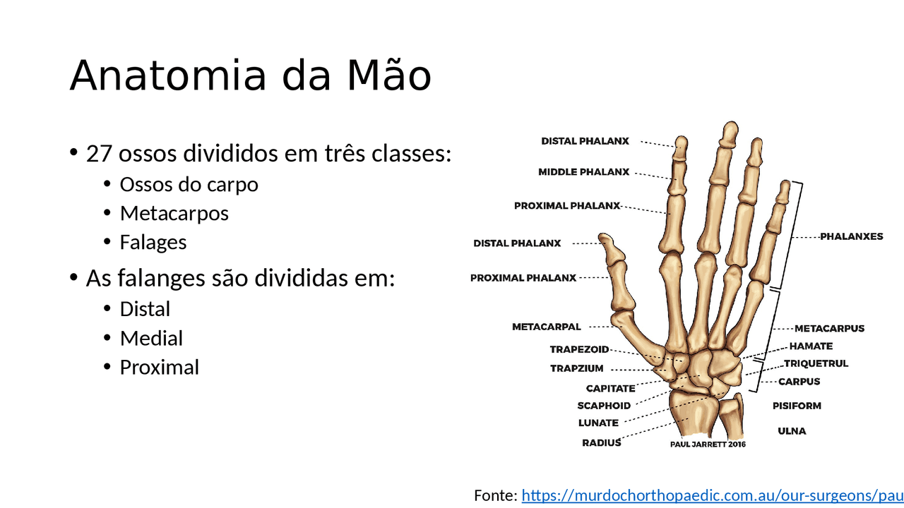Anatomia Da Mão Direita - FDPLEARN