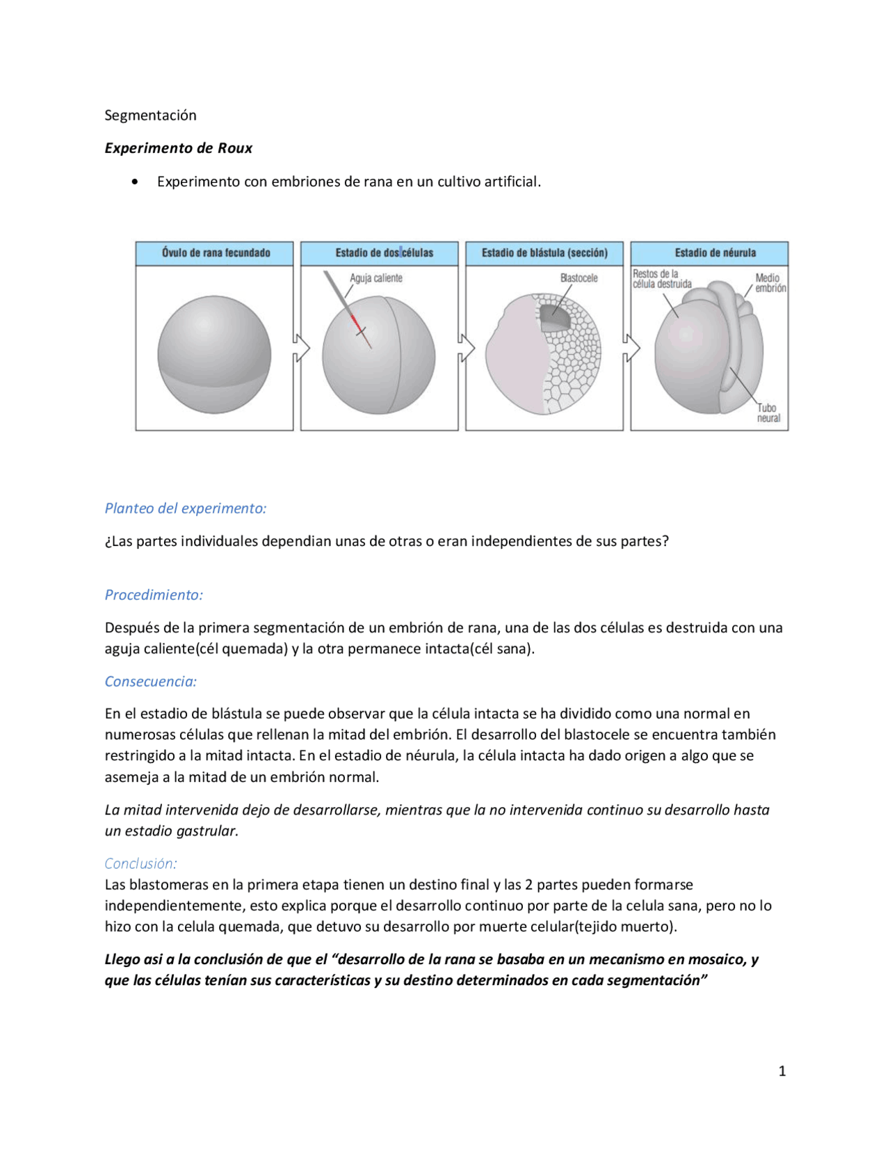 Experimentos de Roux y Driesch | Apuntes de Biología | Docsity