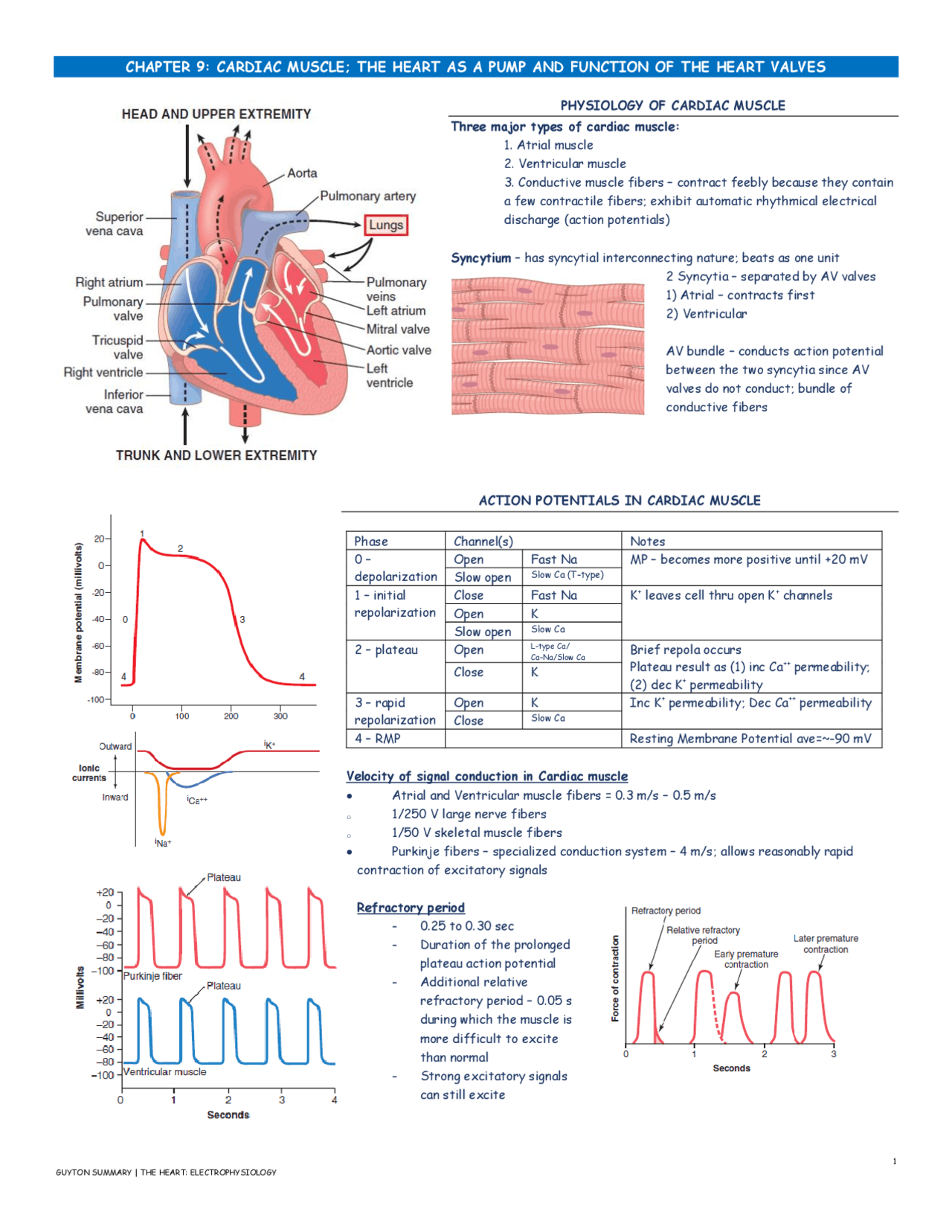 Physiology of the Heart Reviewer - Docsity