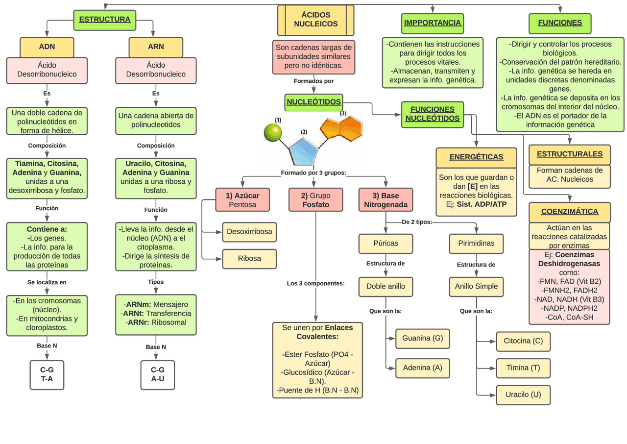 Mapas conceptuales de los Ácidos Nucleicos 【Descargar】