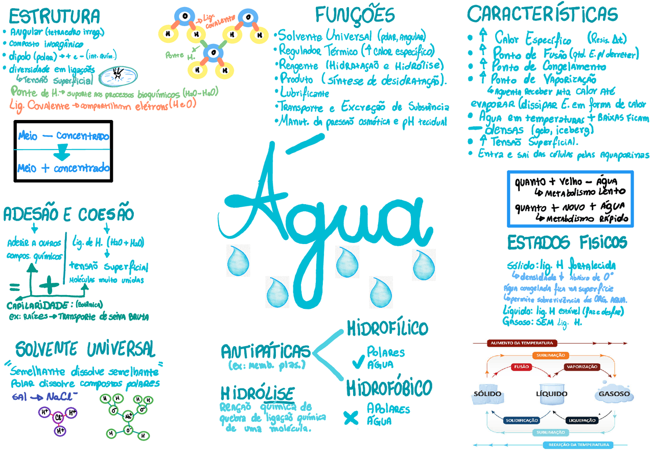 Mapa Mental - Água - Bioquímia | Esquemas Bioquímica | Docsity