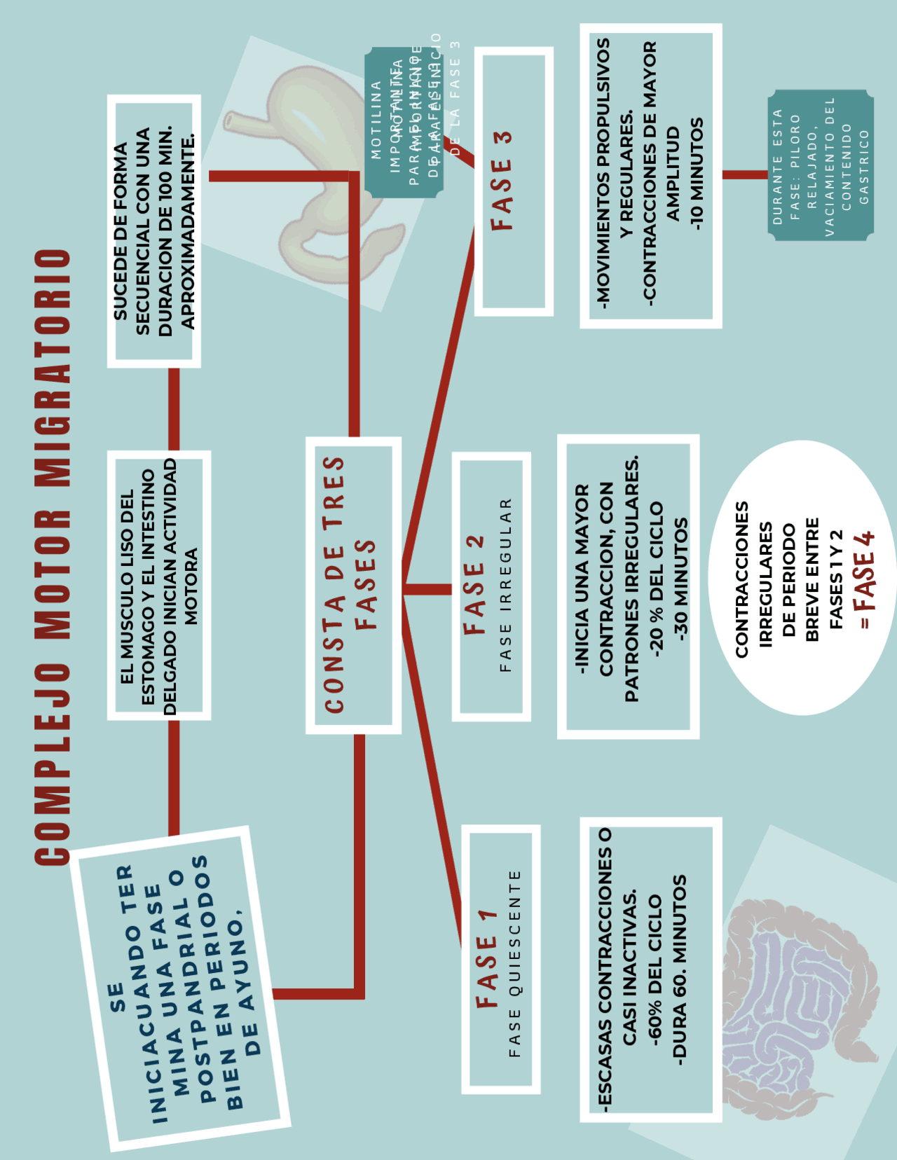 COMPLEJO MOTOR MIGRATORIO Docsity COMPLEJO MOTOR MIGRATORIO Docsity