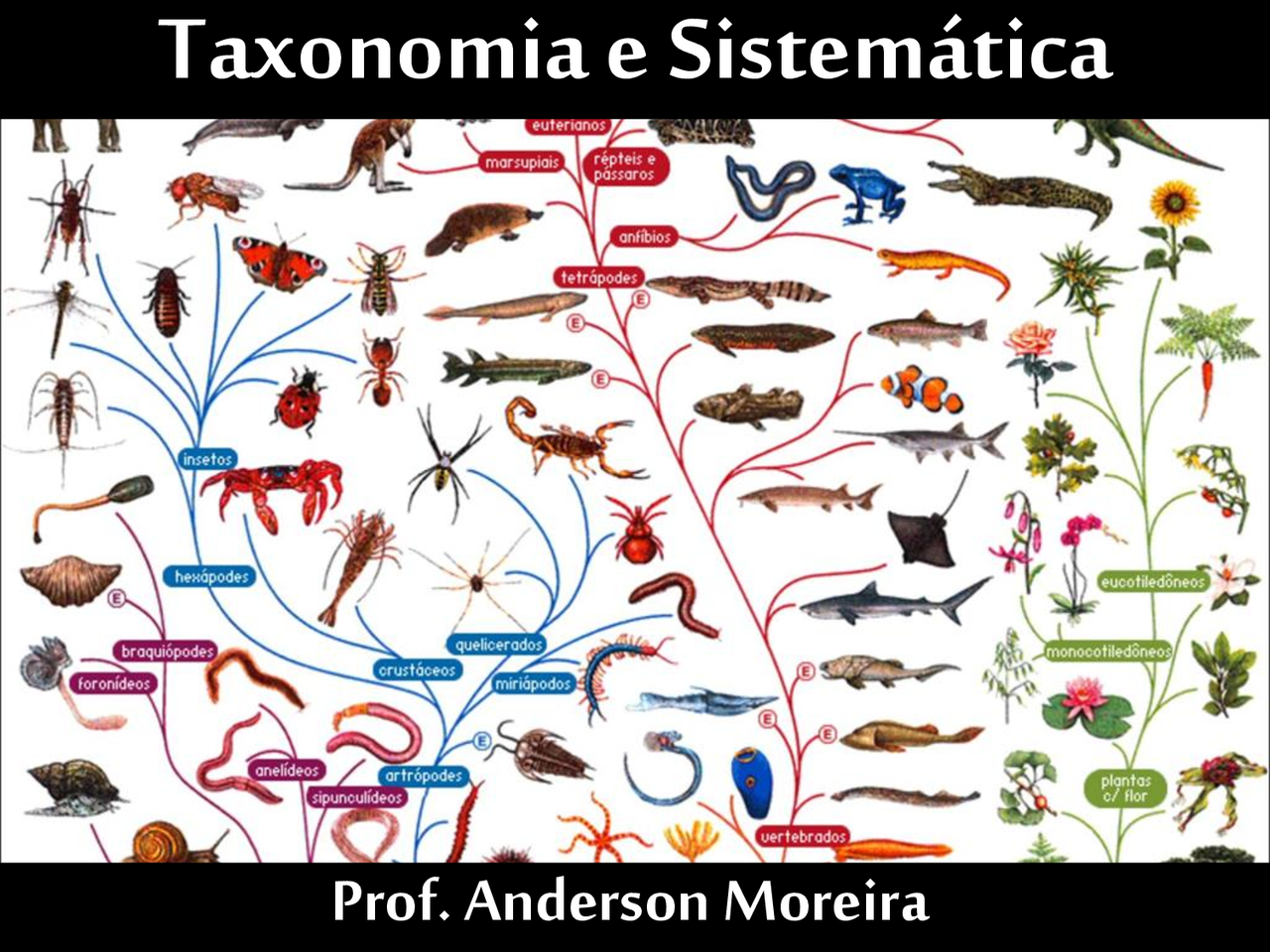 Taxonomia e sistemática - BIOLOGIA ENEM - Docsity