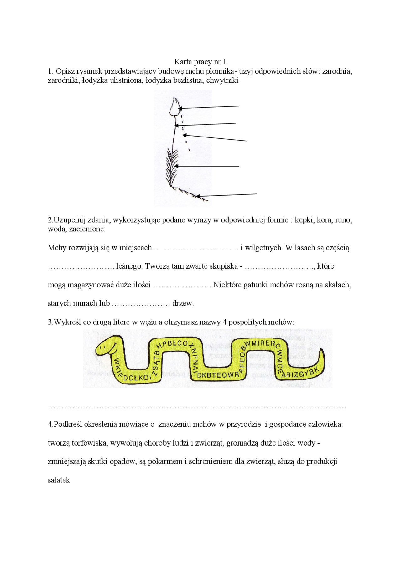 Biologia: rośliny zarodnikowe i nasienne - karta pracy | Ćwiczenia