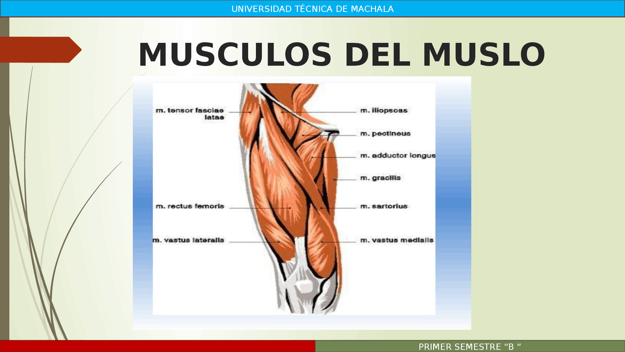 Anatomia Musculos del muslo | Diapositivas de Anatomía | Docsity