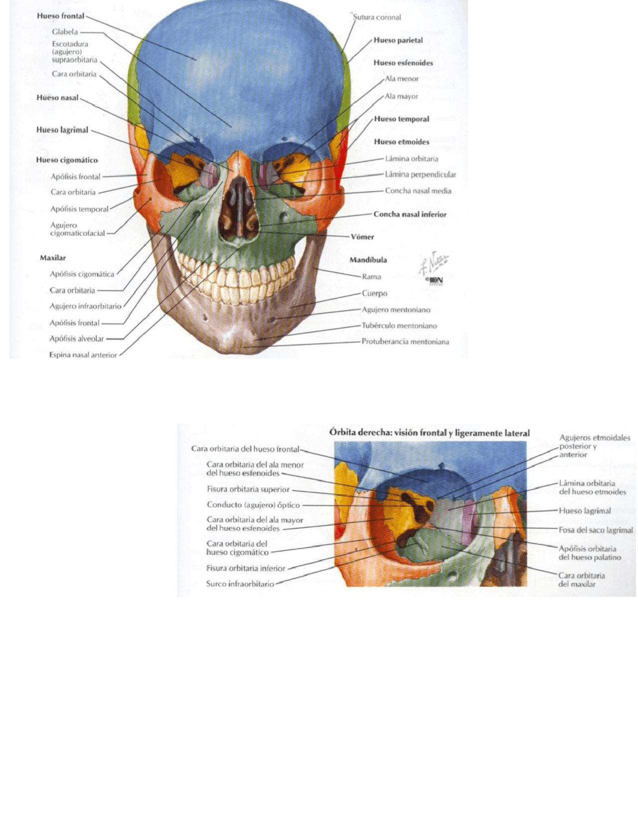 surco infraorbitario del maxilar