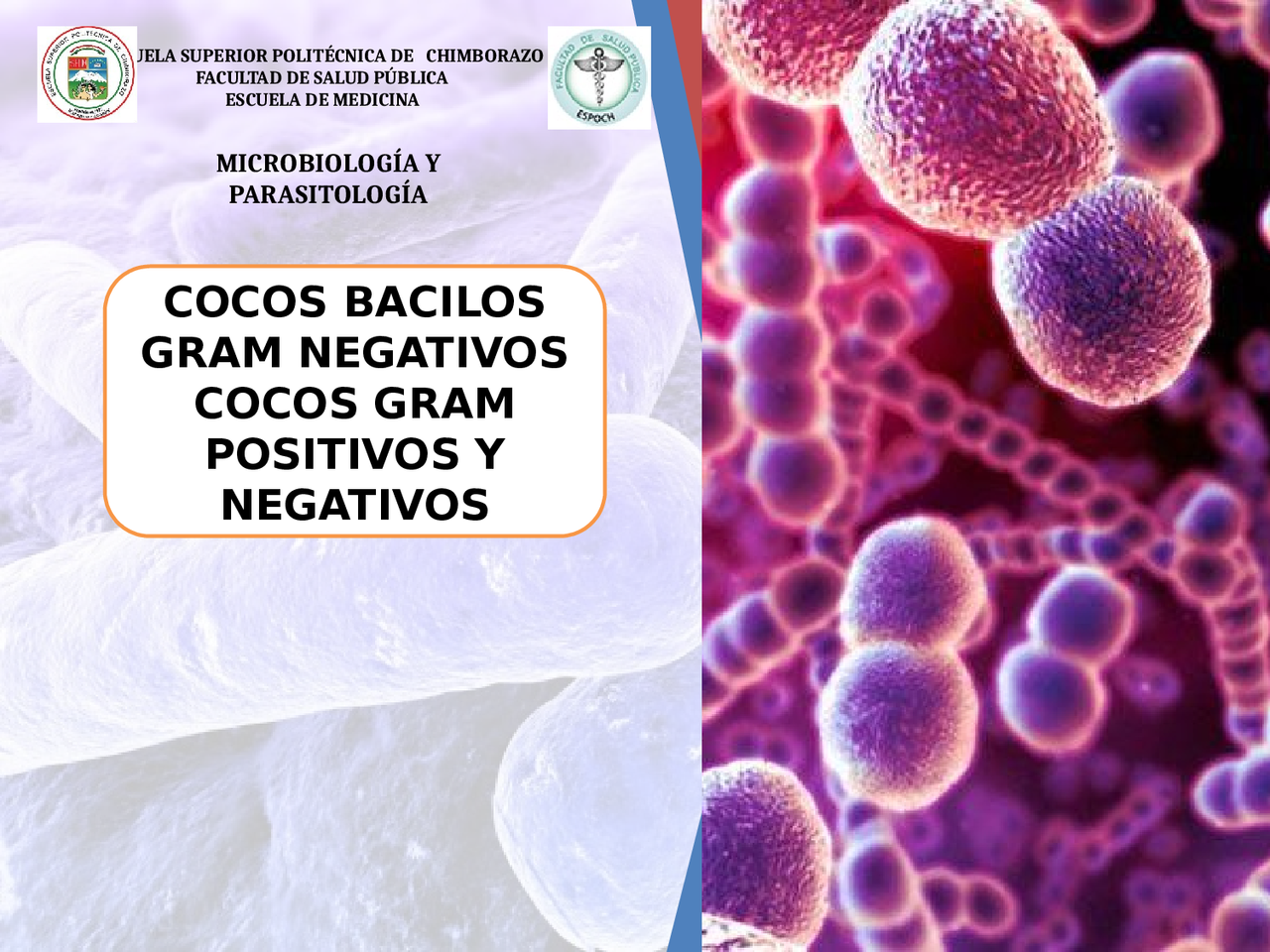 Cocos bacilos negativos | Diapositivas de Microbiología - Docsity