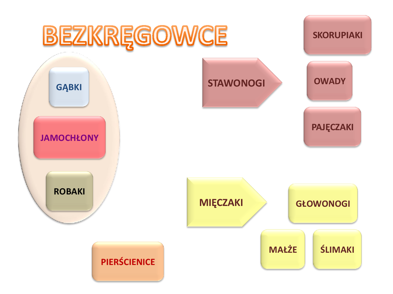 Sprawdzian 1 Gimnazjum Bezkręgowce Budowa Osy