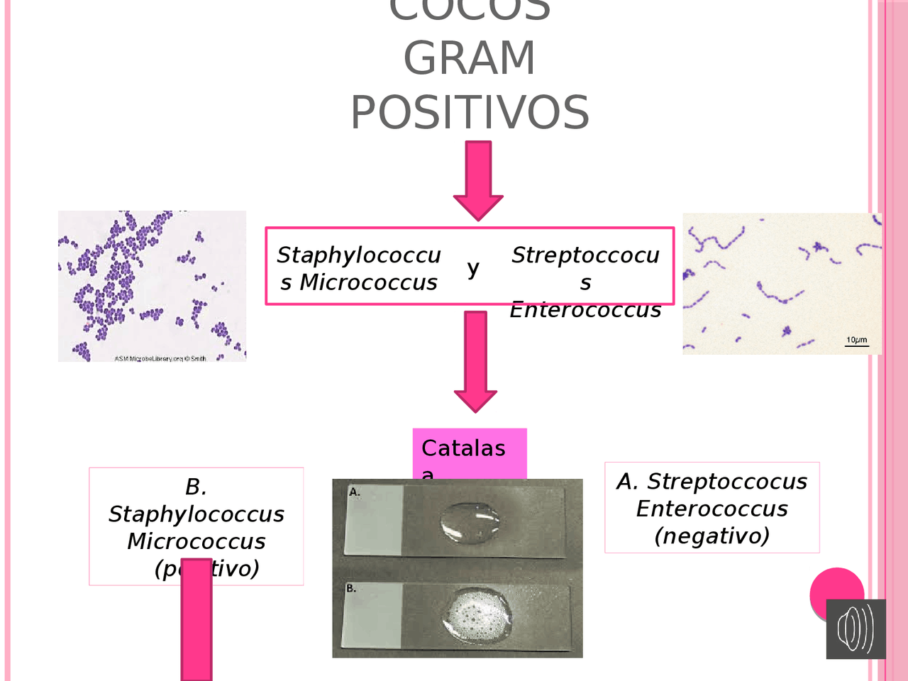 Cocos gram positivos - Docsity