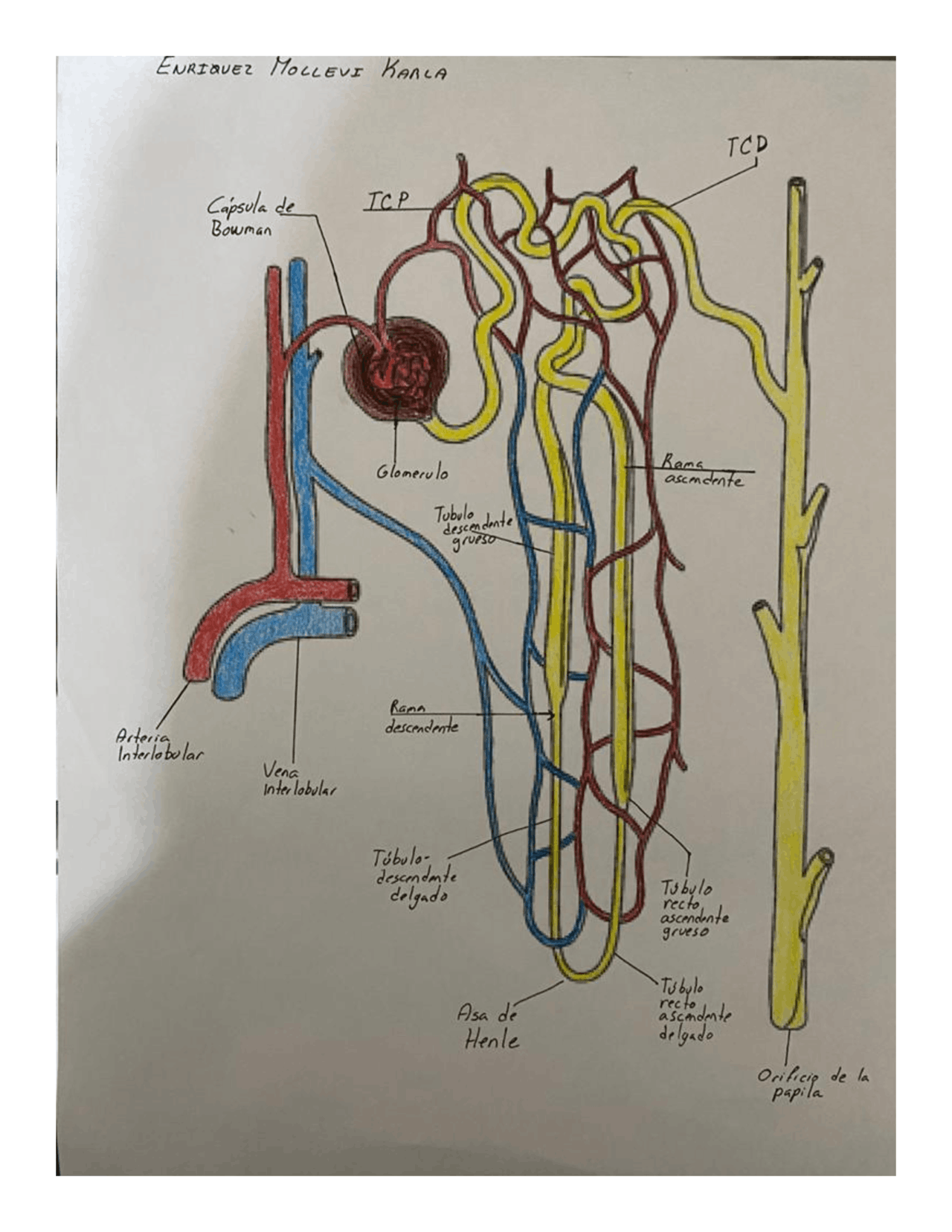 Esquema del riñon en varios cortes - Docsity
