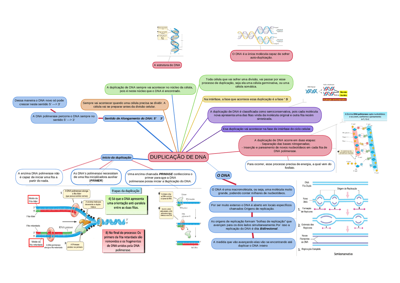 Replicação Do Dna Mapa Mental - NAZAEDU