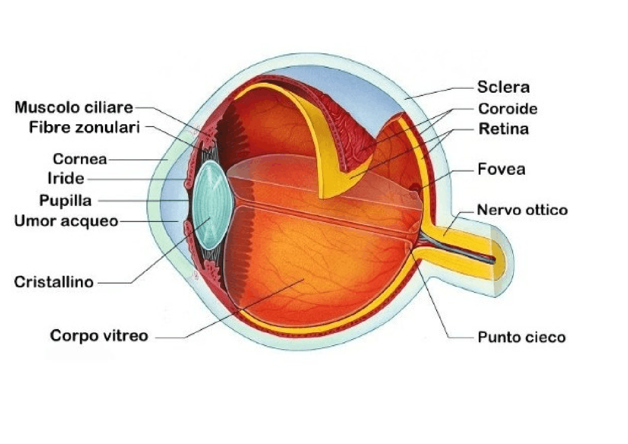Immagine struttura occhio e via ottica - Docsity