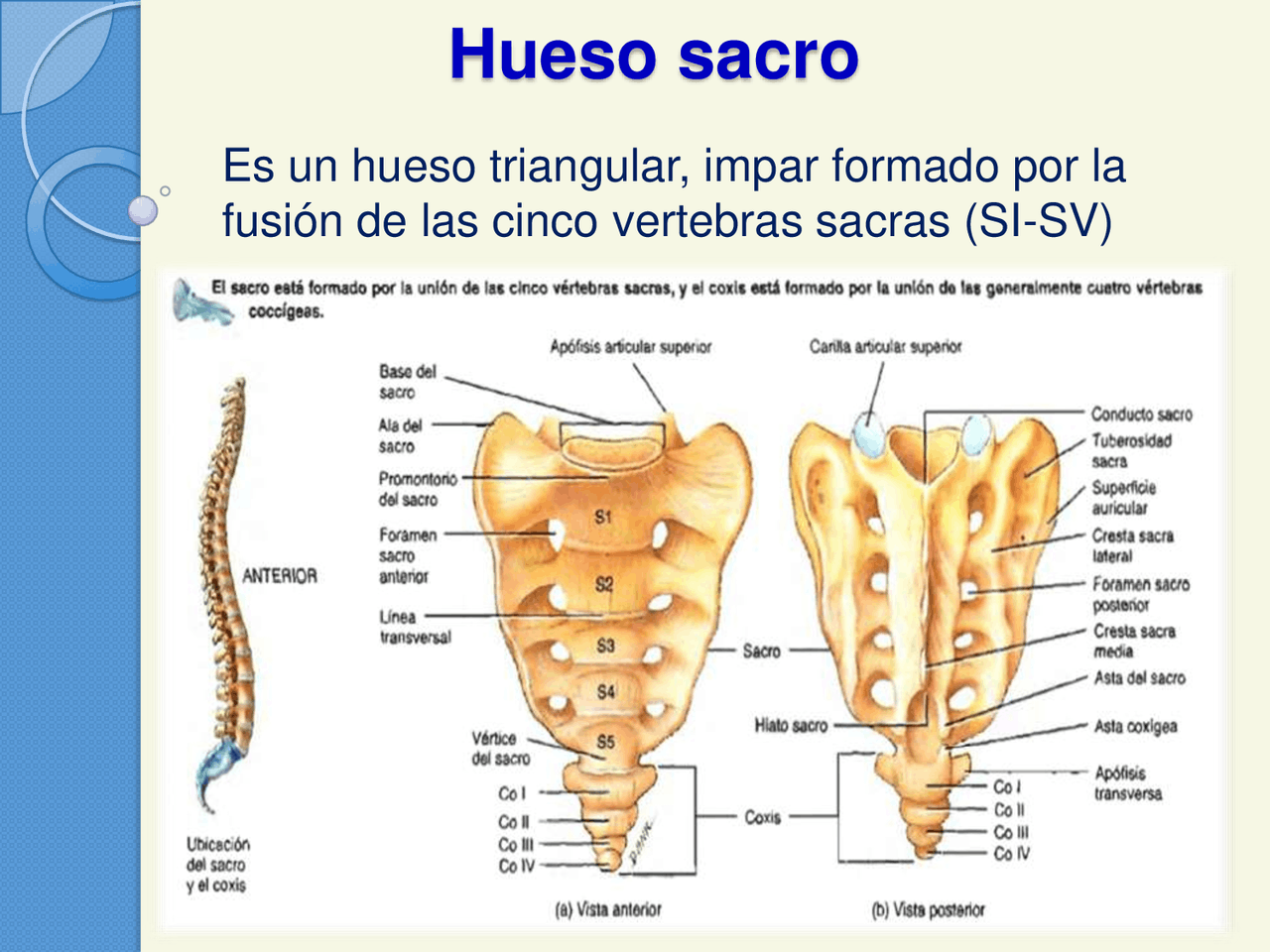 Anatom a Del Sacro Y El C ccix Anatom a Del Sacro Y El C ccix