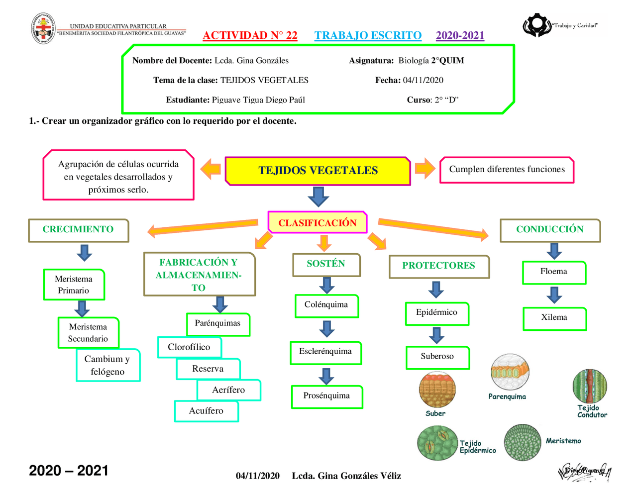 FUNCIONES DE LOS TEJIDOS VEGETALES | Esquemas y mapas conceptuales de