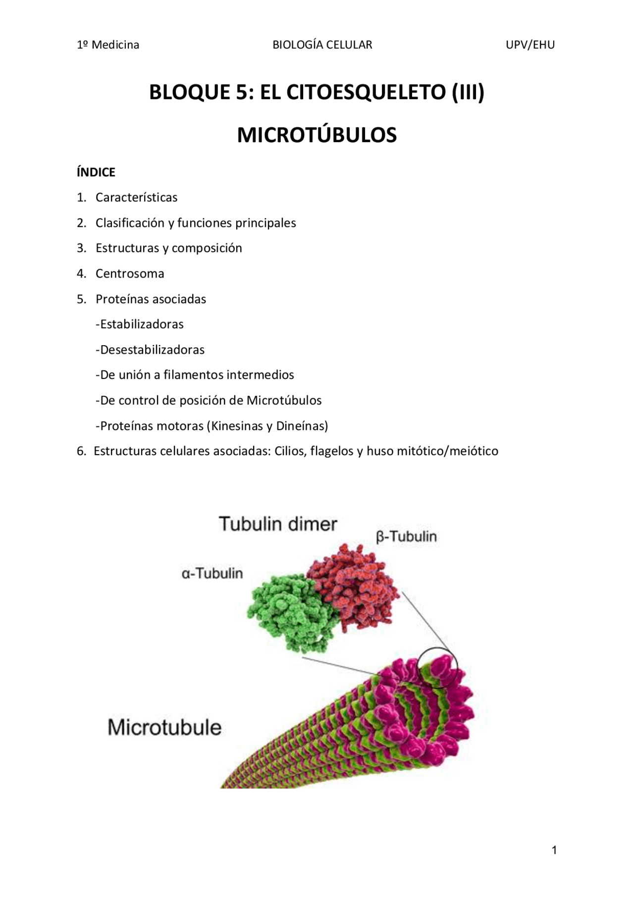 que son los microtúbulos