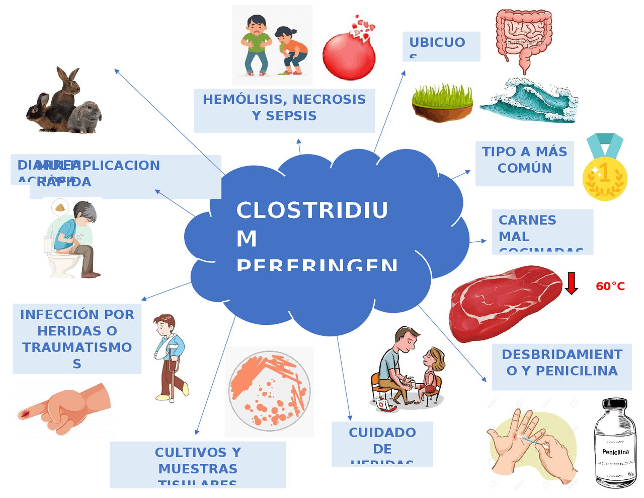Clostridium perfringens | Esquemas y mapas conceptuales de Bioquímica