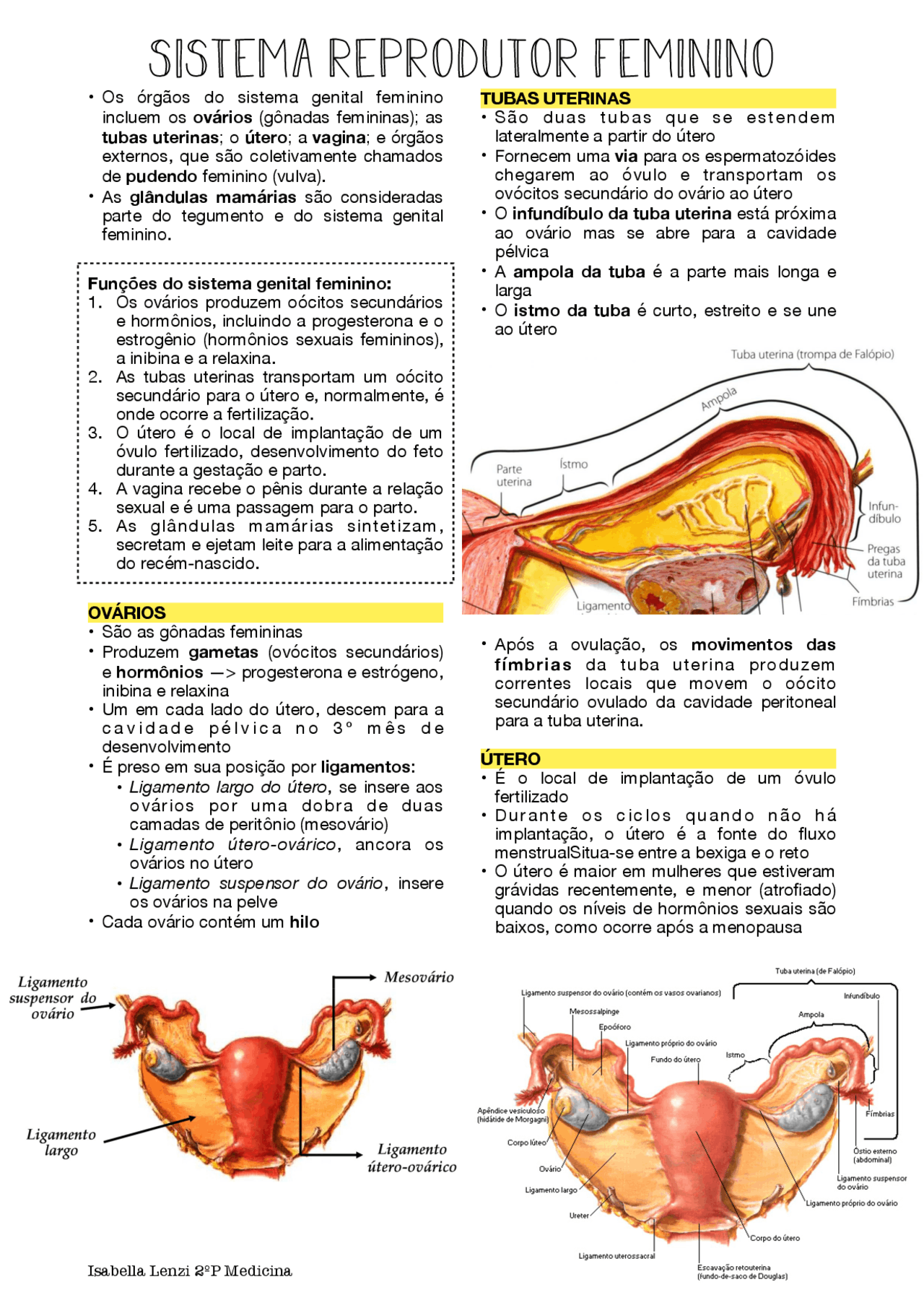 Anatomia Sistema Reprodutor Feminino - BINKEDU