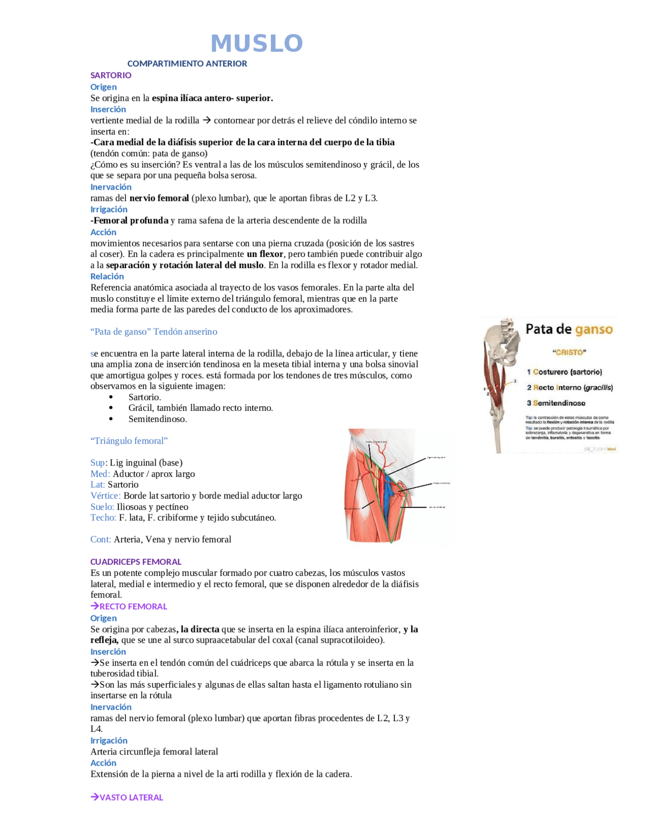 Muslo Apunte de anatomía Muslo | Apuntes de Anatomía Aplicada | Docsity