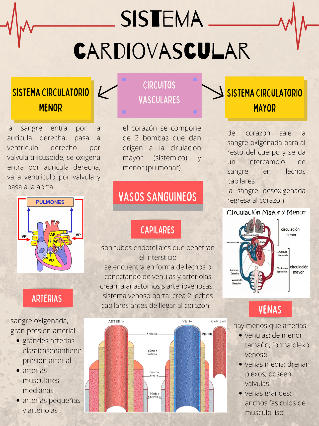 Infografía del sistema cardiovascular Esquemas y mapas conceptuales de Anatomía Docsity Infografía del sistema cardiovascular Esquemas y mapas conceptuales de Anatomía Docsity