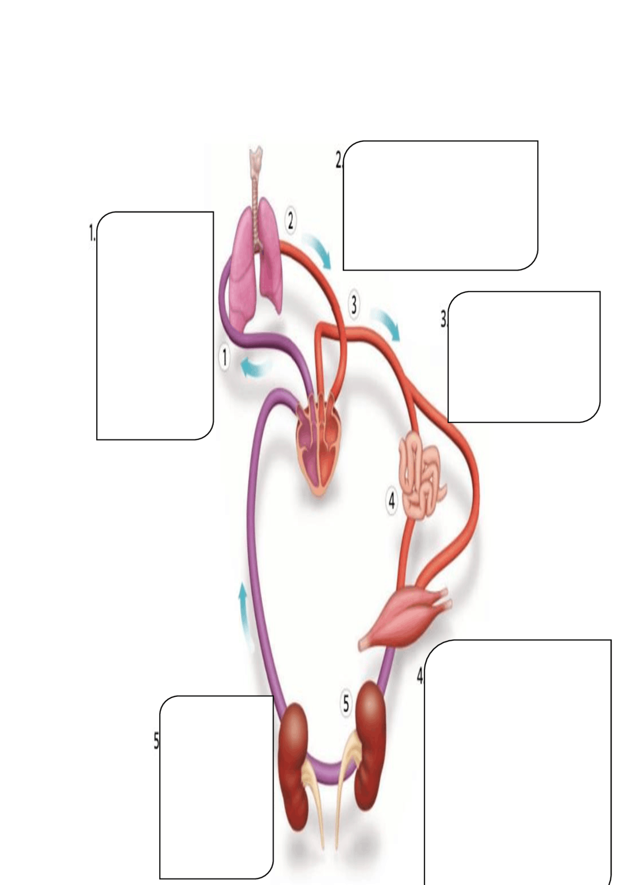 Ficha recorrido de la sangre Docsity