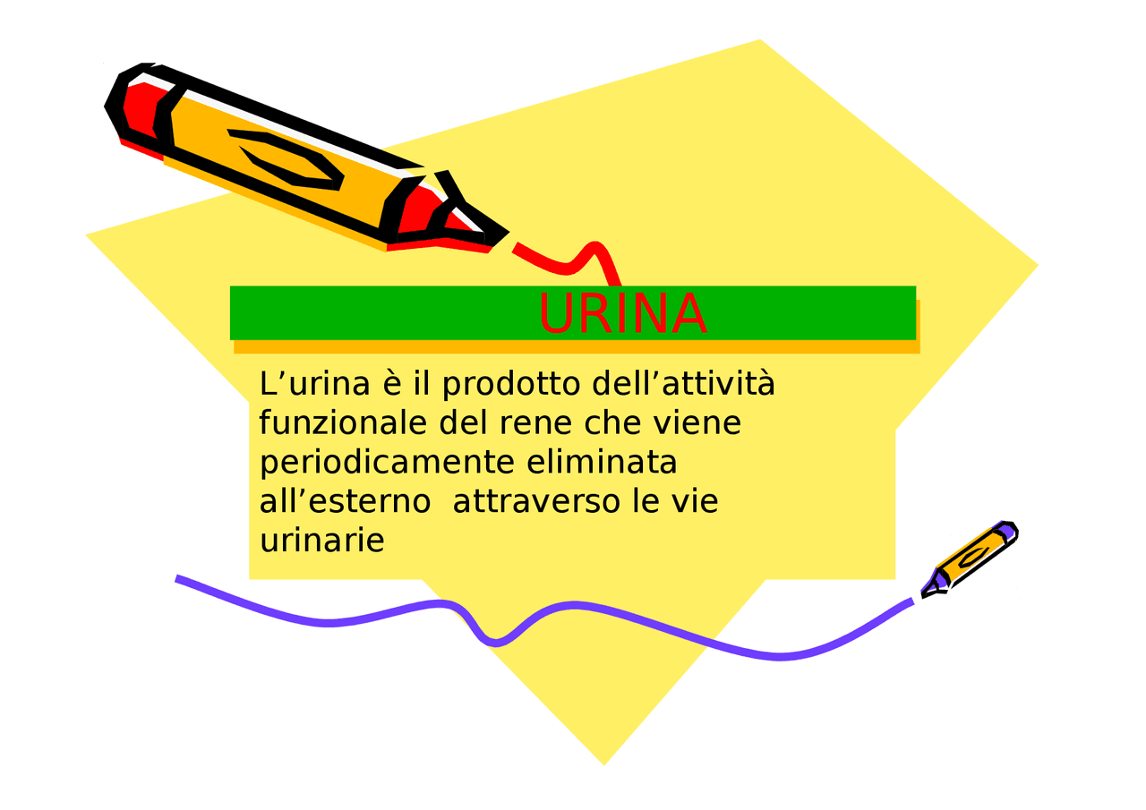 Argomento tutto sull' urina Docsity