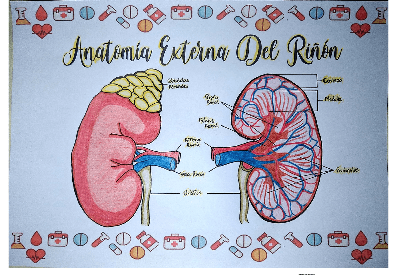 ANATOMIA INTERNA Y EXTERNA DEL RIÑON - Docsity
