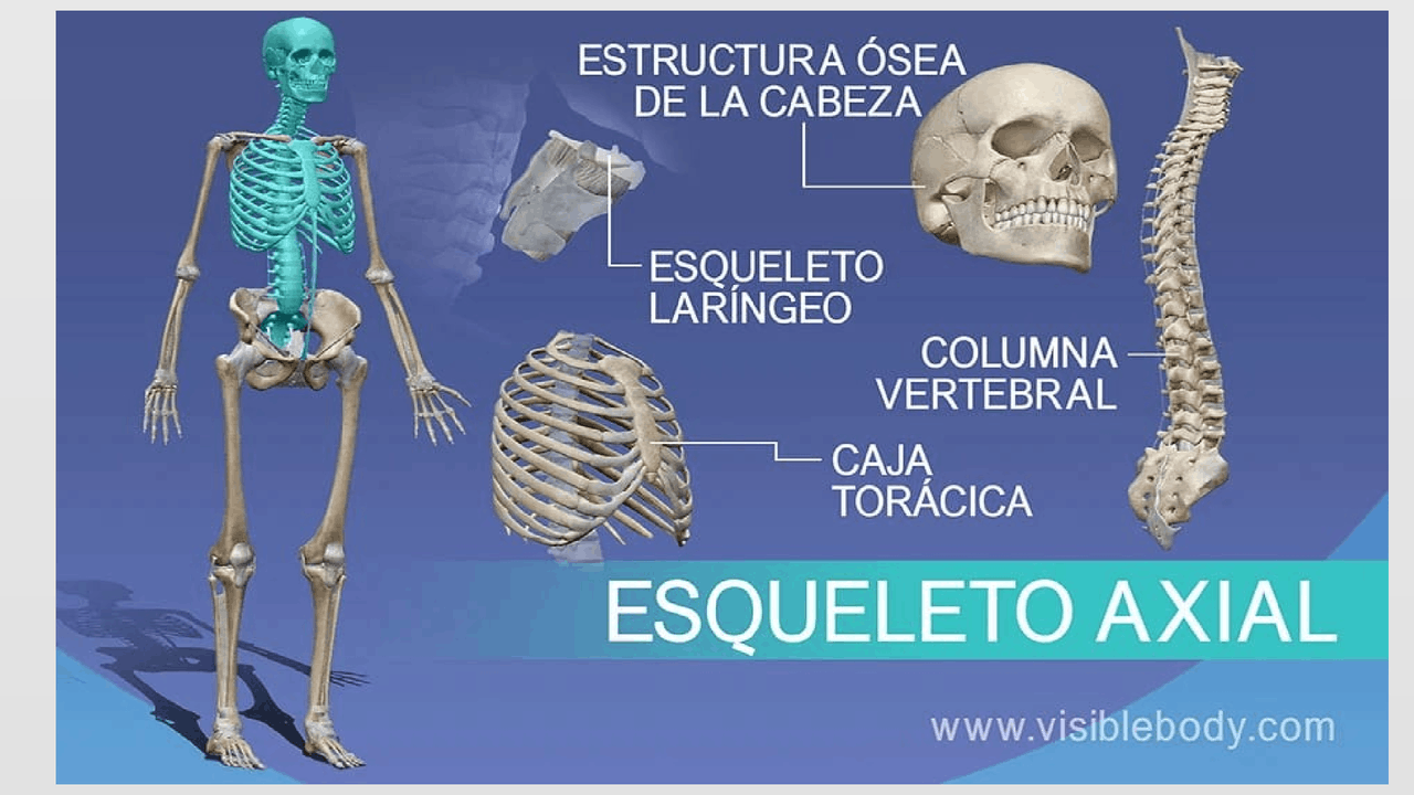 Sentido Axial ESQUELETO AXIAL HUMANO | Apuntes de Anatomía Aplicada - Docsity