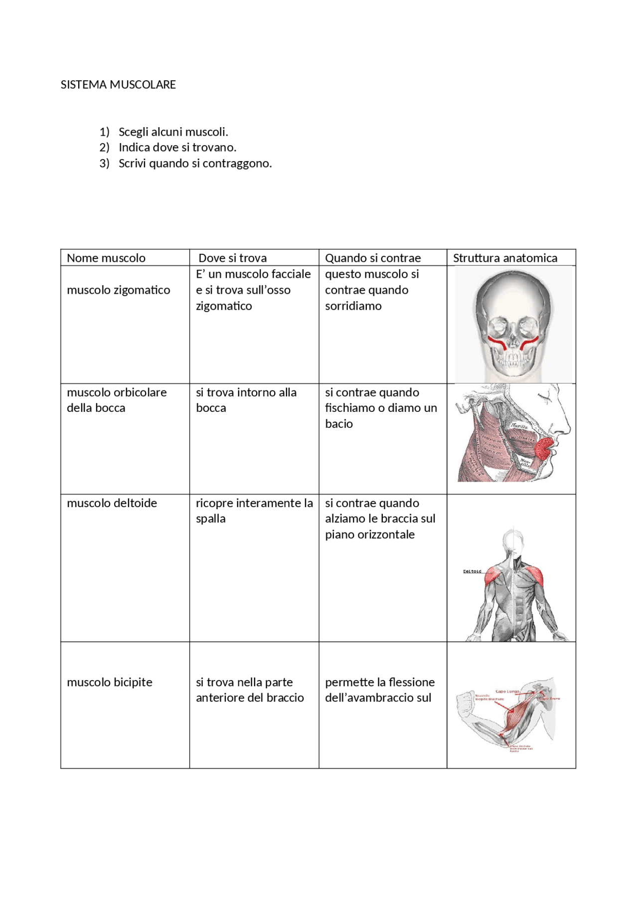 Sistema muscolare con relative strutture anatomiche - Docsity