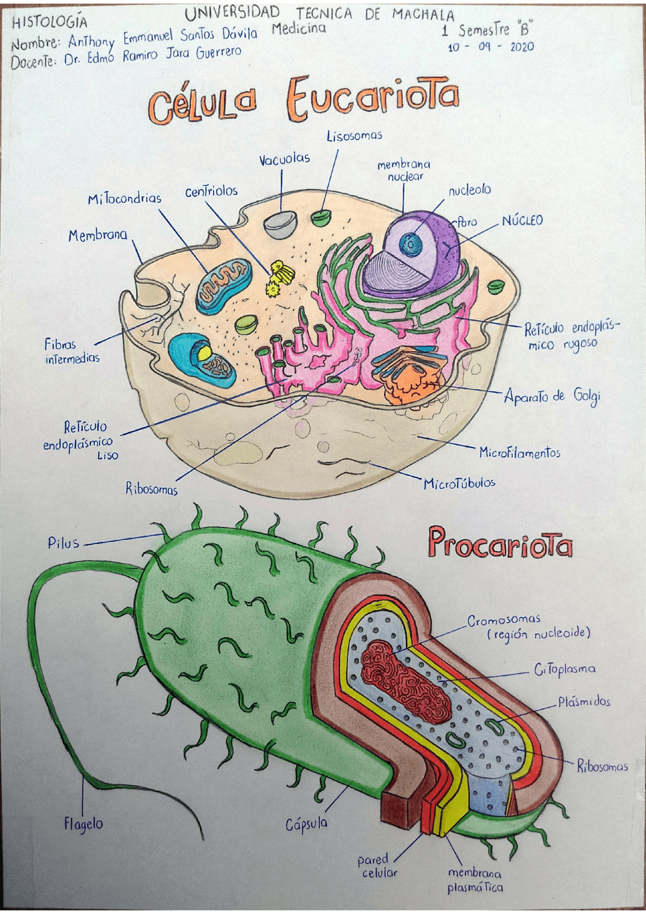 Celula Procariota Y Eucariota Esquema De Llaves