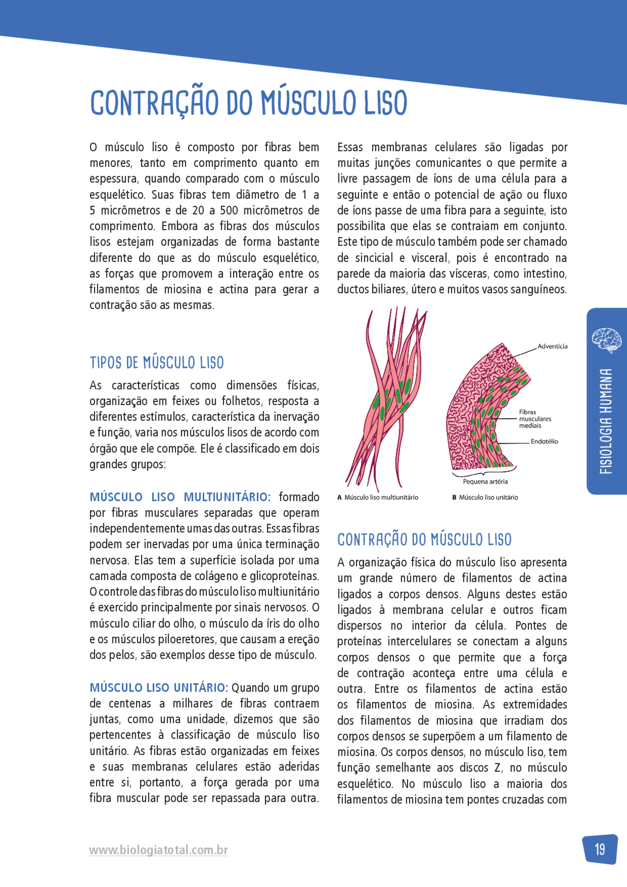 FISIOLOGIA HUMANA - AULA2 - CONTRAÇÃO DO MUSCULO LISO - Docsity