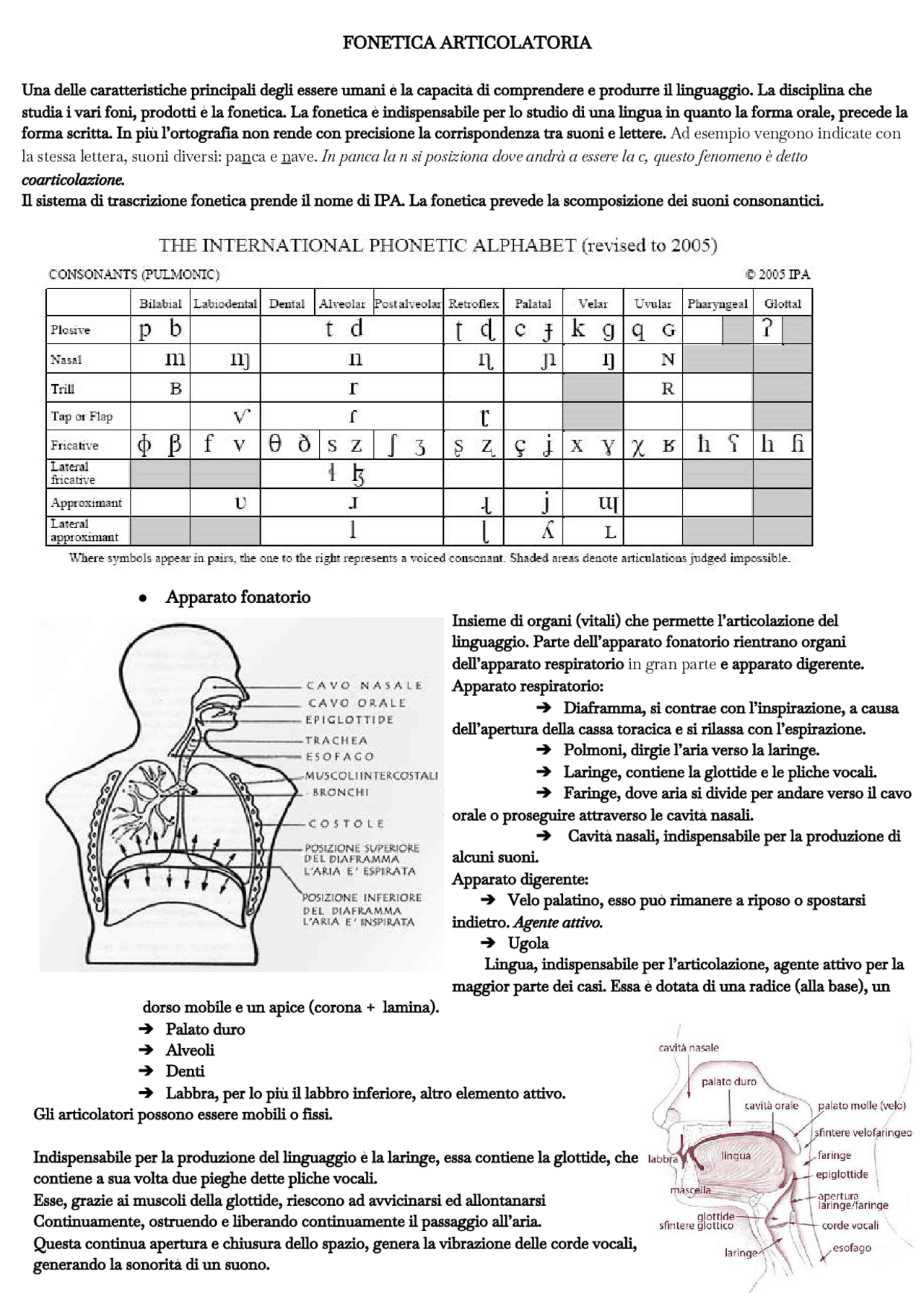 Appunti di articolatoria Docsity