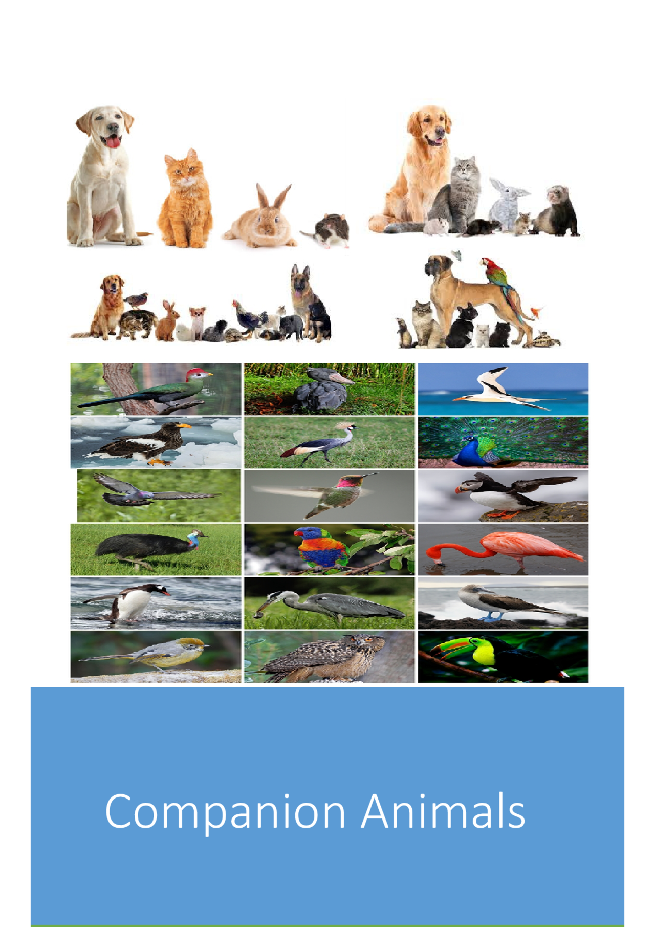 Companion Animals Management - Docsity